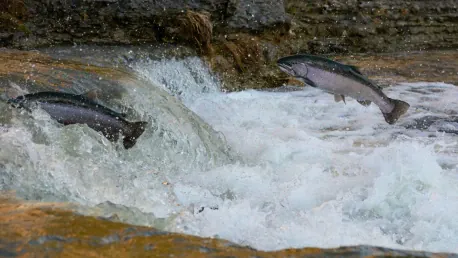 Legislation Halts Dam Operations to Save Willamette River Salmon