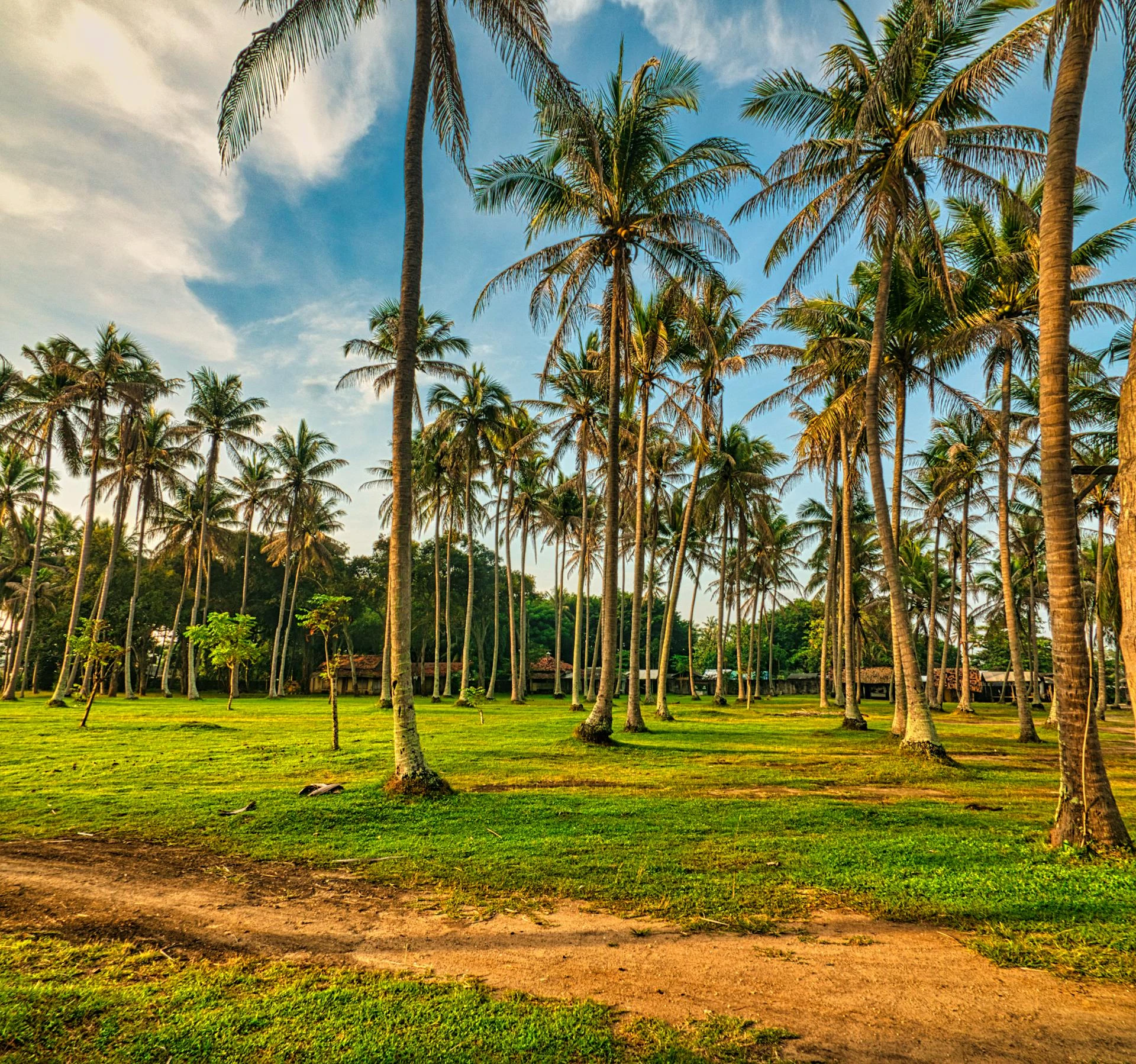 Indonesia’s B50 Biodiesel Plan Threatens Global Palm Oil Trade